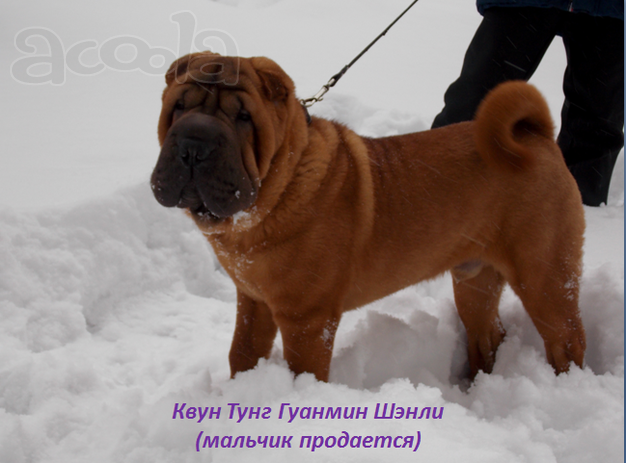 Щенки Шар пея из питомника